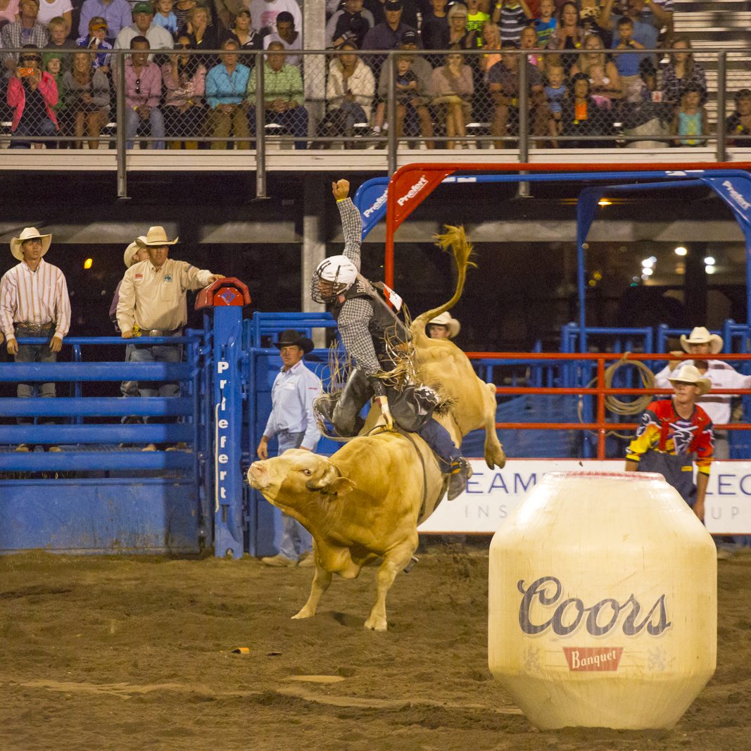 Pro Rodeo in Steamboat Springs with Bull Bucking and Cowboy