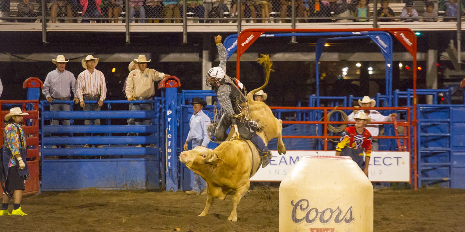 Pro Rodeo in Steamboat Springs with Bull Bucking and Cowboy