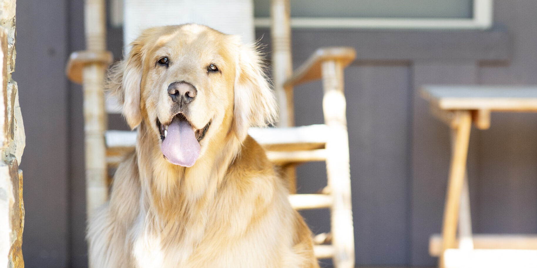 Huckleberry (dog) happy on a porch at the Porches of Steamboat