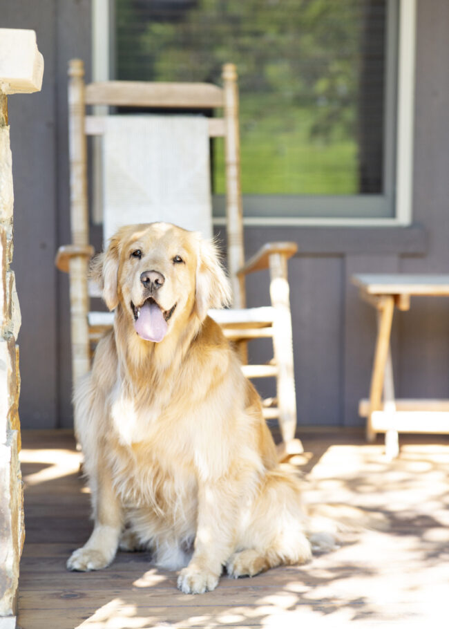 Huckleberry (dog) happy on a porch at the Porches of Steamboat